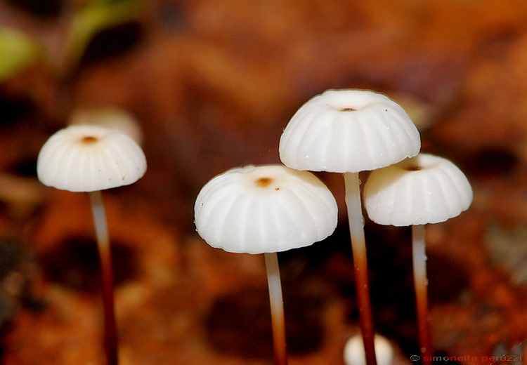 Marasmius bulliardii